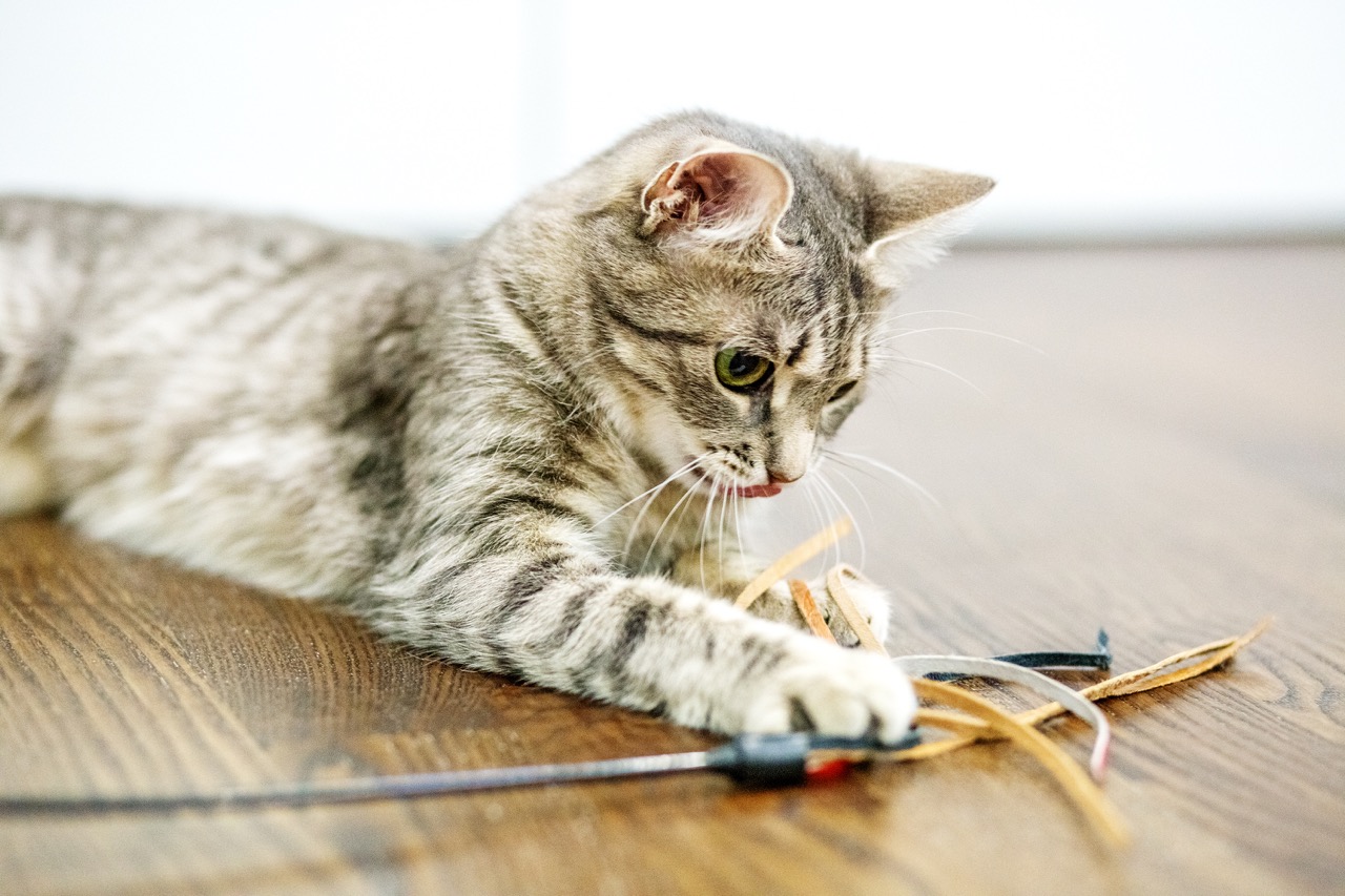 Grey and brown tabby cat playing with a feather toy