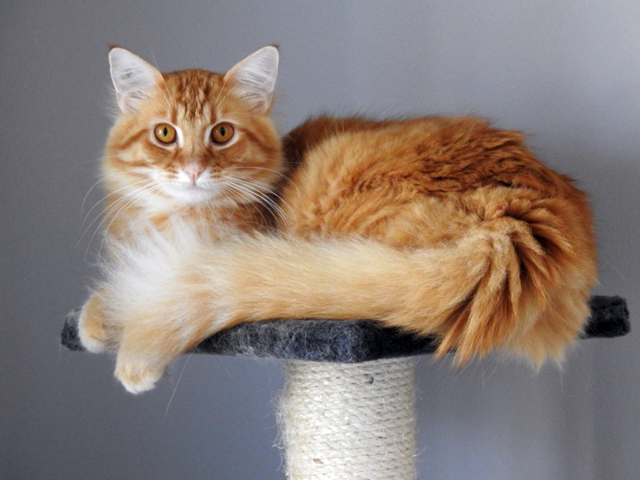 Orange tabby cat relaxing on a cat tower